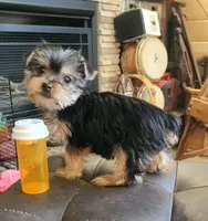 Tiny teacup, a female Yorkshire Terrier for sale in Jewett, IL – Photo 1 of 3