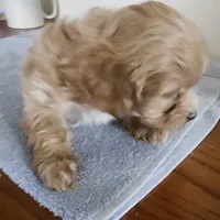 Teddy bear b3, a male Bichon Frise and Shih Tzu for sale in Jewett, IL – Photo 4 of 4