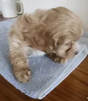 processed/3184a57e-3de5-41ee-800c-3f9c16a4e082/listing/9896eaa1-dfd3-4a02-bf85-def4aa10d659/0ef28c92-936b-4125-a2c9-b4b3e3637a66