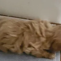 Teddy bear b3, a male Bichon Frise and Shih Tzu for sale in Jewett, IL – Photo 1 of 4