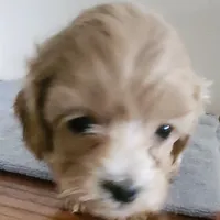 Teddy bear b3, a male Bichon Frise and Shih Tzu for sale in Jewett, IL – Photo 2 of 4