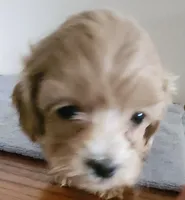 processed/3184a57e-3de5-41ee-800c-3f9c16a4e082/listing/9896eaa1-dfd3-4a02-bf85-def4aa10d659/46a69bab-1a1e-450e-953a-095701314c99