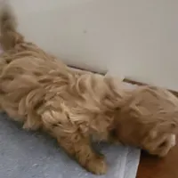 Teddy bear b3, a male Bichon Frise and Shih Tzu for sale in Jewett, IL – Photo 3 of 4