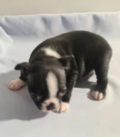 Little girl 2, a female Boston Terrier for sale in Jewett, IL – Photo 3 of 4