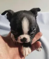 Little girl 2, a female Boston Terrier for sale in Jewett, IL – Photo 2 of 4