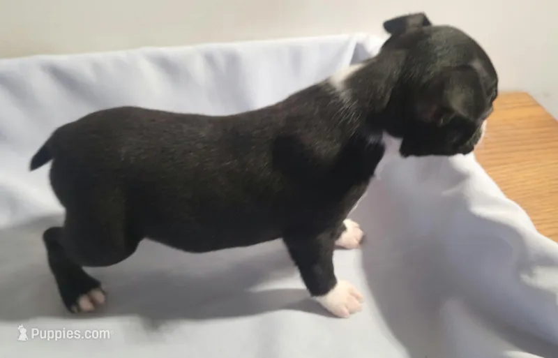 Little girl 2 – Boston Terrier puppy for sale in Jewett, IL