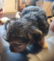 Blue Bell, a female Yorkshire Terrier for sale in Jewett, IL – 3 of 4