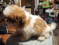 Bob, a male Shih Tzu for sale in Jewett, IL – 1 of 5