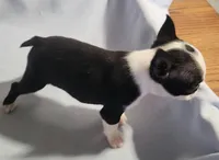 Teacup, a female Boston Terrier for sale in Jewett, IL – Photo 5 of 5