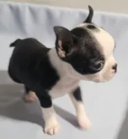 Teacup, a female Boston Terrier for sale in Jewett, IL – Photo 3 of 5