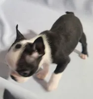 Teacup, a female Boston Terrier for sale in Jewett, IL – Photo 2 of 5