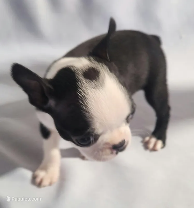 Teacup – Boston Terrier puppy for sale in Jewett, IL