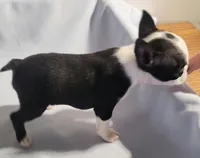 Teacup, a female Boston Terrier for sale in Jewett, IL – Photo 4 of 5