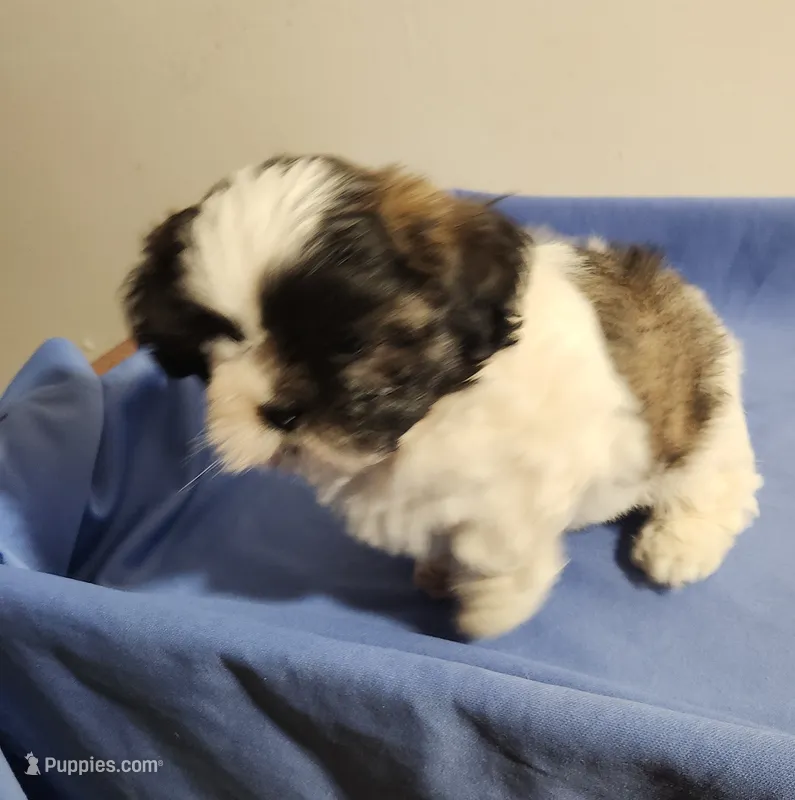 Shihtzu boy – Shih Tzu puppy for sale in Jewett, IL