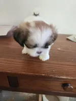 Little girl, a female Shih Tzu for sale in Jewett, IL – Photo 3 of 3