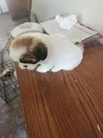 Little girl, a female Shih Tzu for sale in Jewett, IL – Photo 1 of 3