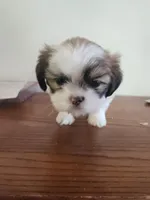 Little girl, a female Shih Tzu for sale in Jewett, IL – Photo 2 of 3