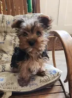 Tea Cup, a male Yorkshire Terrier for sale in Jewett, IL – Photo 2 of 3