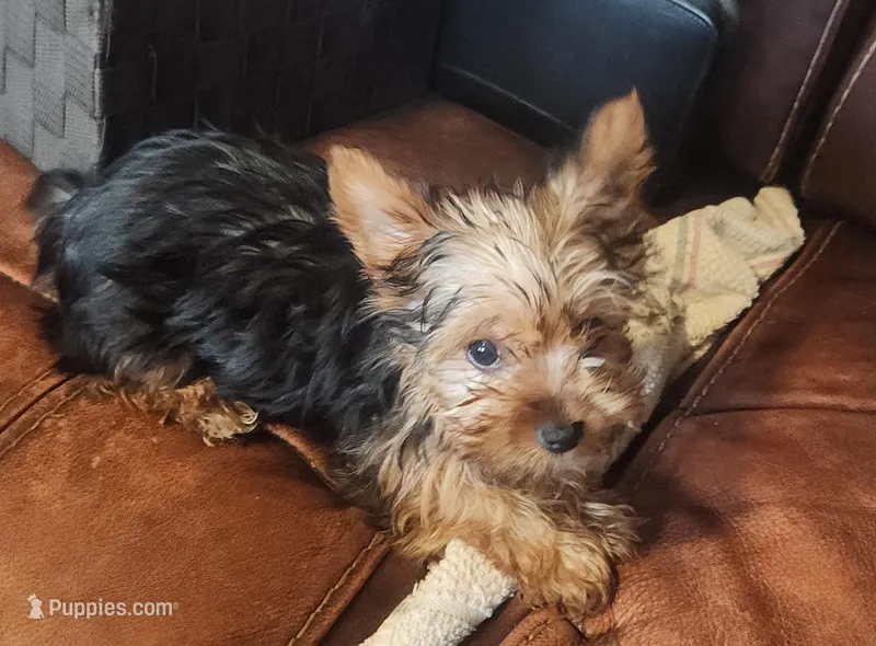 Tea Cup – Yorkshire Terrier puppy for sale in Jewett, IL