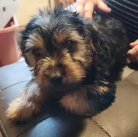 Zack, a male Yorkshire Terrier for sale in Jewett, IL – 3 of 5