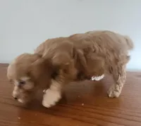 Red girl 3, a male Poodle - Miniature  for sale in Jewett, IL – Photo 4 of 5