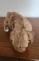 Red girl 3, a male Poodle - Miniature  for sale in Jewett, IL – Photo 5 of 5