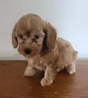 Red girl 3, a male Poodle - Miniature  for sale in Jewett, IL – Photo 3 of 5