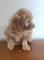 Red girl 3, a male Poodle - Miniature  for sale in Jewett, IL – Photo 1 of 5