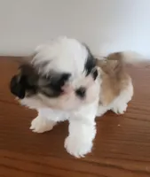 Shitzu girl 2, a male Shih Tzu for sale in Jewett, IL – Photo 2 of 5