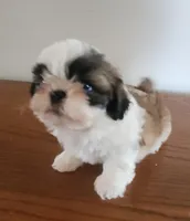 Shitzu girl 2, a male Shih Tzu for sale in Jewett, IL – Photo 4 of 5