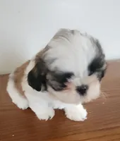 Shitzu girl 2, a male Shih Tzu for sale in Jewett, IL – Photo 3 of 5