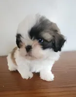 Shitzu girl 2, a male Shih Tzu for sale in Jewett, IL – Photo 5 of 5