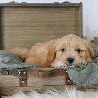 Queen f1b cavapoo, a female Cavapoo for sale in Jewett, IL – Photo 2 of 4