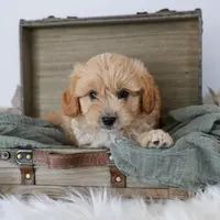 Queen f1b cavapoo, a female Cavapoo for sale in Jewett, IL – Photo 4 of 4