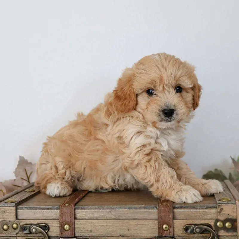 Queen f1b cavapoo
