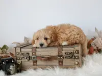 Queen f1b cavapoo, a female Cavapoo for sale in Jewett, IL – Photo 3 of 4