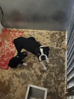 Boston boy, a male Boston Terrier for sale in Jewett, IL – 4 of 4