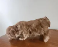 Red girl 2, a female Poodle - Miniature  for sale in Jewett, IL – Photo 3 of 5