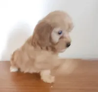 Red girl 2, a female Poodle - Miniature  for sale in Jewett, IL – Photo 1 of 5