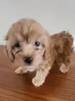 Red girl 2, a female Poodle - Miniature  for sale in Jewett, IL – Photo 4 of 5