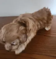 Red girl 2, a female Poodle - Miniature  for sale in Jewett, IL – Photo 5 of 5