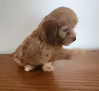 Red girl 2, a female Poodle - Miniature  for sale in Jewett, IL – Photo 2 of 5