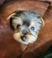 Tina, a female Yorkshire Terrier for sale in Jewett, IL – Photo 3 of 3