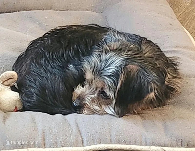 Tina, a female Yorkshire Terrier for sale in Jewett, IL – Photo 1 of 3