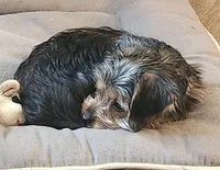 Tina, a female Yorkshire Terrier for sale in Jewett, IL – Photo 1 of 3