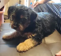 Zebb, a male Yorkshire Terrier for sale in Jewett, IL – 3 of 3