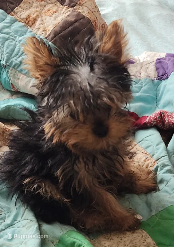FATTY  – Yorkshire Terrier puppy for sale in Jewett, IL