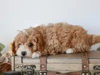 Quaker f1b cavapoo, a male Cavapoo for sale in Jewett, IL – Photo 2 of 4