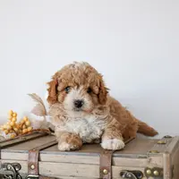 Quaker f1b cavapoo, a male Cavapoo for sale in Jewett, IL – Photo 3 of 4