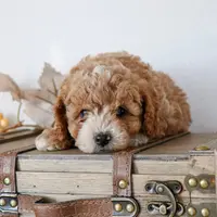 Quaker f1b cavapoo, a male Cavapoo for sale in Jewett, IL – Photo 1 of 4